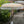 Balinese decorative parasol with yellow classic motif and white fringe, outdoor garden setting