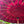 Detail of a red Balinese umbrella with intricate patterns and bamboo spokes