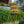 Balinese golden garden parasol with yellow and blue fringe, set against lush greenery outdoors.
