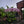 Handmade Macrame Parasol Bali in Pink