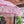 Handmade Balinese umbrella with pink fringe, outdoor setting, tropical decor