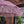 Handmade Macrame Parasol Bali in Pink
