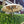outdoor parasol decor