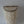 Wall Sconce from seashell