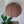 Brown fabric pendant lamp with fringe details hanging above green indoor plant in modern decor