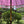 Parasol Garden Decoration in Light Pink