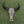 Intricately carved buffalo skull with black horns on grass, Balinese wall decor