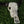 Hand-carved Balinese buffalo skull with intricate floral patterns on green grass