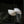 Handmade Balinese seashell chandelier pendant light with natural curved design