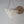 Capiz Shell Chandelier Nusa