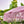 Pink macrame fringe umbrella with woven texture, outdoors among tropical green leaves