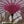 Handmade Macrame Parasol Bali in Pink