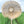 Handmade Balinese parasol with fringe detail in green rice field under cloudy sky