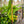 Hand-carved Balinese parasol with gold accents in tropical garden setting